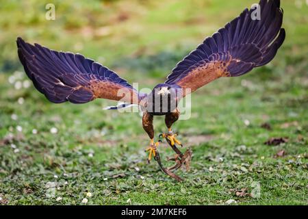 Riccione, Italien. 31. Dezember 2022. Ein allgemeiner Blick auf einen Falken im Oltremare Theme Park am 31. Dezember 2022 in Riccione, Italien (Foto von Alessandro Bremec/NurPhoto) Kredit: NurPhoto SRL/Alamy Live News Stockfoto