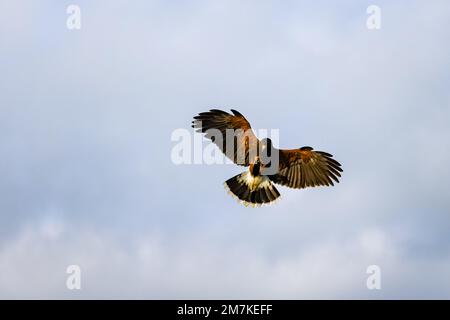 Riccione, Italien. 31. Dezember 2022. Ein allgemeiner Blick auf einen Falken im Oltremare Theme Park am 31. Dezember 2022 in Riccione, Italien (Foto von Alessandro Bremec/NurPhoto) Kredit: NurPhoto SRL/Alamy Live News Stockfoto