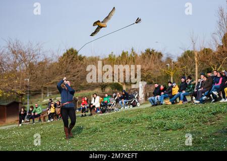 Riccione, Italien. 31. Dezember 2022. Ein allgemeiner Blick auf einen Falken im Oltremare Theme Park am 31. Dezember 2022 in Riccione, Italien (Foto von Alessandro Bremec/NurPhoto) Kredit: NurPhoto SRL/Alamy Live News Stockfoto