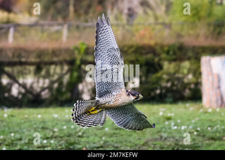 Riccione, Italien. 31. Dezember 2022. Ein allgemeiner Blick auf einen Falken im Oltremare Theme Park am 31. Dezember 2022 in Riccione, Italien (Foto von Alessandro Bremec/NurPhoto) Kredit: NurPhoto SRL/Alamy Live News Stockfoto