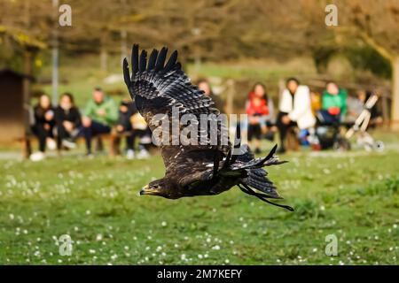 Riccione, Italien. 31. Dezember 2022. Ein allgemeiner Blick auf einen Adler im Freizeitpark Oltremare am 31. Dezember 2022 in Riccione, Italien (Foto von Alessandro Bremec/NurPhoto)0 Kredit: NurPhoto SRL/Alamy Live News Stockfoto