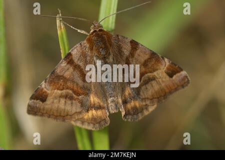 Eine Nahaufnahme der burnet-Begleitmotte auf einem Pflanzenstamm, Euklidianisches Glyphic Stockfoto