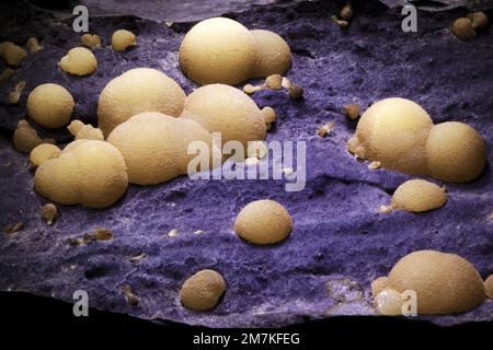 Steine und Mineralien, Aragonitkristall, Laborprobe Stockfoto