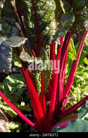 Kräftig rote Stiele und dunkleres Laub von Herbstgemüse-Rubin-Mangold, auch bekannt als Beta vulgaris oder Rüben im britischen Garten im Oktober Stockfoto