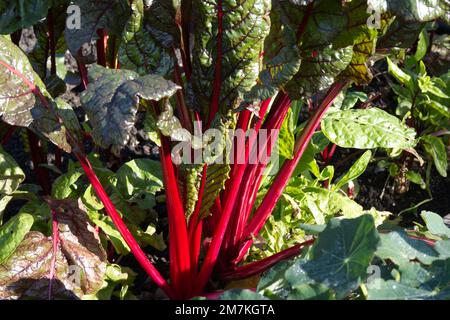 Kräftig rote Stiele und dunkleres Laub von Herbstgemüse-Rubin-Mangold, auch bekannt als Beta vulgaris oder Rüben im britischen Garten im Oktober Stockfoto