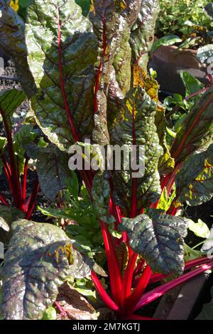 Kräftig rote Stiele und dunkleres Laub von Herbstgemüse-Rubin-Mangold, auch bekannt als Beta vulgaris oder Rüben im britischen Garten im Oktober Stockfoto