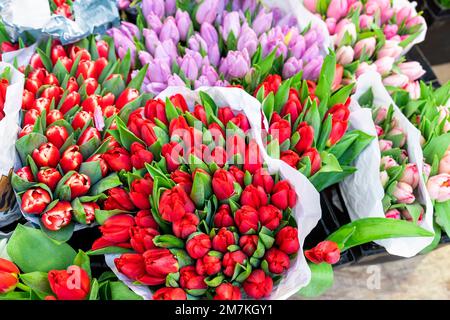 Viele mehrfarbige frische Tulpensträuße im Hintergrund. Holländischer Blumenmarkt oder Geschäft. Großhandelslager und Blumenladen. Blumendesign Stockfoto