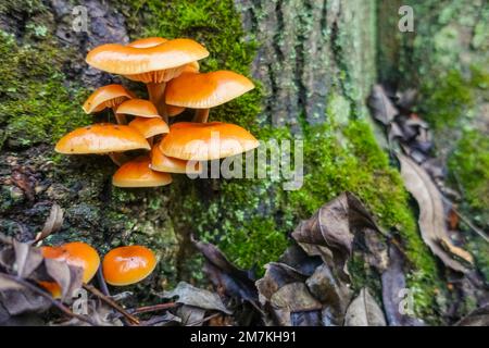 Orangengoldene Nadelpilze auf einem Baumstamm mit grünem Moos im Winter Stockfoto