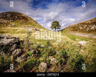 Sycamore Gap an der Hadrian's Wall, Northumberland National Park in der Nähe von Haltwhistle. Stockfoto