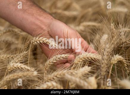 Departement Aveyron (Südfrankreich): Hände der Landwirte und Weizenohren im Sommer. Betriebsinhaber, der vor der Ernte die Reife der Weizenohren prüft. Stockfoto