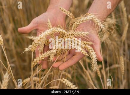 Departement Aveyron (Südfrankreich): Hände der Landwirte und Weizenohren im Sommer. Betriebsinhaber, der vor der Ernte die Reife der Weizenohren prüft. Stockfoto