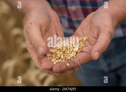 Departement Aveyron (Südfrankreich): Hände der Landwirte und Weizenohren im Sommer. Betriebsinhaber, der vor der Ernte die Reife der Weizenohren prüft. Stockfoto