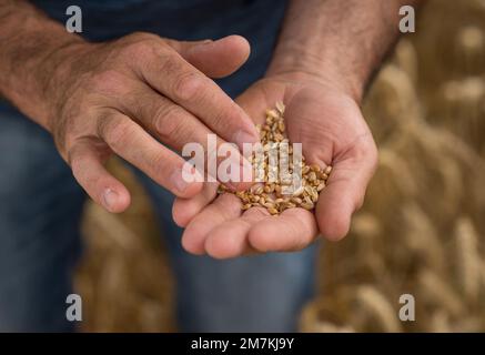 Departement Aveyron (Südfrankreich): Hände der Landwirte und Weizenohren im Sommer. Betriebsinhaber, der vor der Ernte die Reife der Weizenohren prüft. Stockfoto