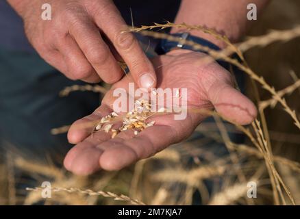 Departement Aveyron (Südfrankreich): Hände der Landwirte und Weizenohren im Sommer. Betriebsinhaber, der vor der Ernte die Reife der Weizenohren prüft. Stockfoto