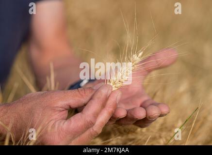 Departement Aveyron (Südfrankreich): Hände der Landwirte und Weizenohren im Sommer. Betriebsinhaber, der vor der Ernte die Reife der Weizenohren prüft. Stockfoto