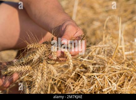 Departement Aveyron (Südfrankreich): Hände der Landwirte und Weizenohren im Sommer. Betriebsinhaber, der vor der Ernte die Reife der Weizenohren prüft. Stockfoto