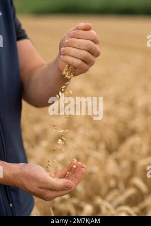 Departement Aveyron (Südfrankreich): Hände der Landwirte und Weizenohren im Sommer. Betriebsinhaber, der vor der Ernte die Reife der Weizenohren prüft. Stockfoto