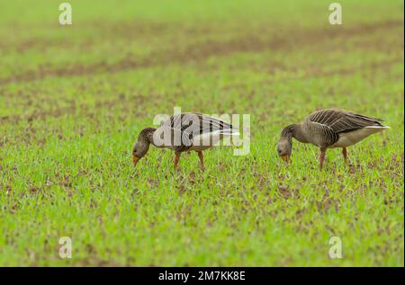 Greylag Geese, wissenschaftlicher Name: Anser anser. Zwei Gänse, die zu einer größeren Herde gehören, weiden auf Ackerland und vernichten als cro die Ernte der Bauern Stockfoto