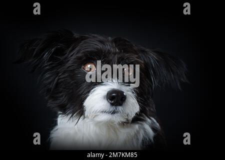 Porträt eines chinesischen Kammhundes Stockfoto