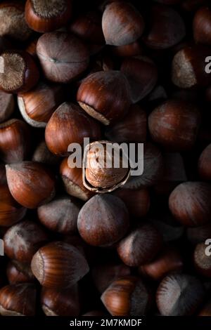 Viele braune Haselnüsse in der Muschel, Draufsicht. Viele Haselnüsse in Muscheln, Nahaufnahme. Flach verlegt. Stockfoto