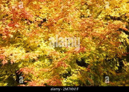 Herbstlaub von Ahorn mit Korallenrinde Acer palmatum Sango-kaku im britischen Garten Oktober Stockfoto