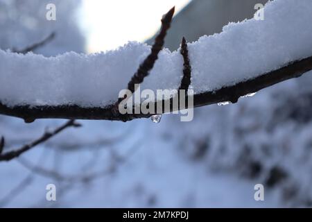 Ein eingefrorener Tropfen, der an einem Ast hängt. Etwas Licht auf einem eisigen Tropfen. Ein brauner Ast. Eine Schneeschicht auf einem Ast. Ein kalter Tag. Makrofotografie auf einem Tropfen. Stockfoto