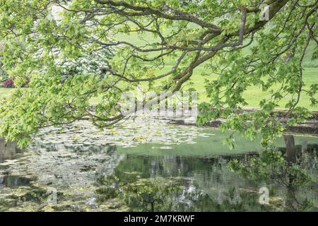 Sizergh Castle Lake in Cumbria England Stockfoto