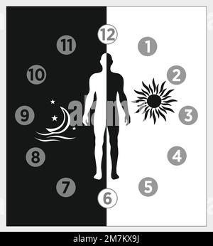 Vektordiagramm der Schlaf-wach-Zyklusphase und -Phase. Biologische Hirn- und Körperprozesse im Umdenken, Tiefenentspannung Stock Vektor