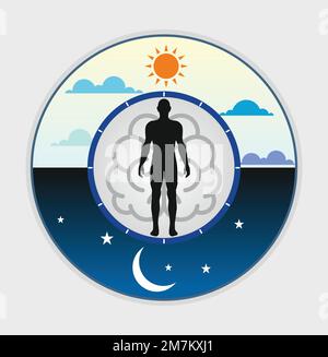 Menschliche biologische Uhr. Eine Darstellung eines harmonischen zirkadianen Rhythmus im Flachvektorformat. Zeit zum Schlafen und Arbeiten, ein Mann im Bett in der Nacht. Stock Vektor