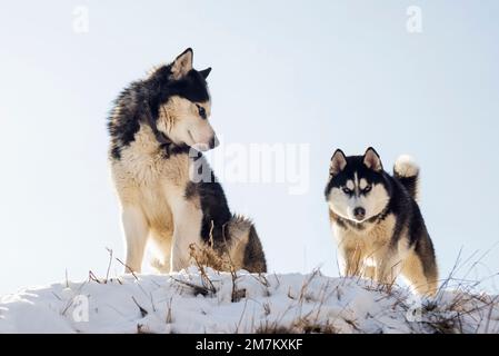 Zwei sibirische Huskys stehen auf einem Hügel im Hintergrund des Himmels Stockfoto