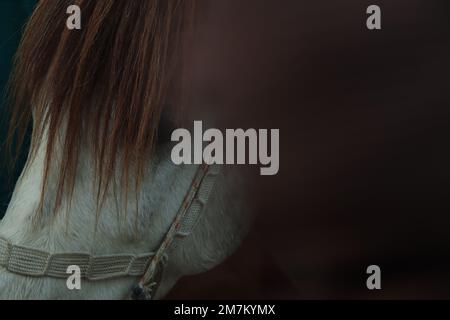 Nahaufnahme Schwarzweißporträt eines weißen spanischen Pferdes mit langer Mähne. Stockfoto