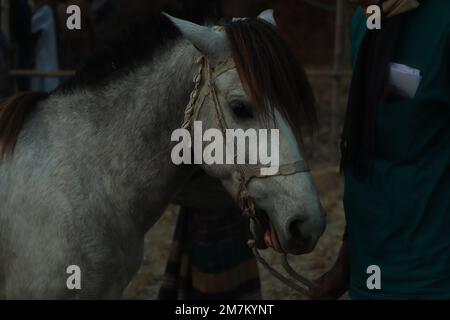 Nahaufnahme Auge des arabischen Bucht Pferd Stockfoto