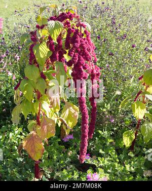 Herbstblütendes Amaranthus caudatus im britischen Garten im Oktober auch bekannt als Love-Lies-bluten, Amaranth-Anhänger und Quastenblume Stockfoto