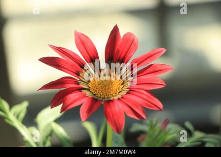 Nahaufnahme einer Blume aus Gazania, einer Schatzblume in voller Blüte, gelbem Gazania, Rigens aus Gazania (auch bekannt als Gazania Splendens) Stockfoto