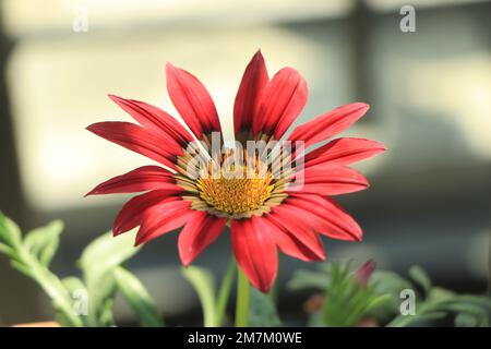 Farbenfrohe Linearis-Blumen aus Gazania, aus der Nähe. Gazania ist eine Zierblütenpflanze der Familie der Asteraceae. Stockfoto