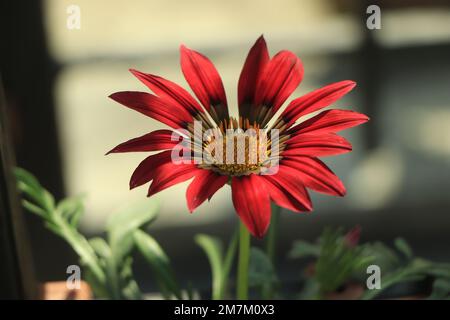 Leuchtend rot-orangefarbene Blüten aus Gazania Stockfoto