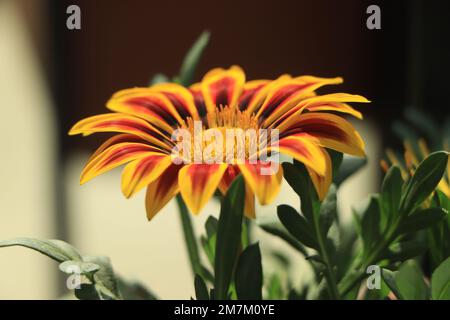 Schöne gelbe Gazania-Blume im Garten Stockfoto