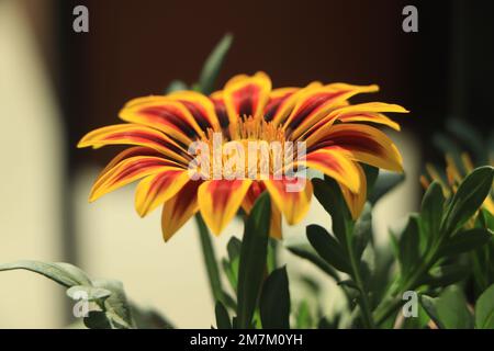 Gelbe und rote Gazania Blumen aus der Nähe Stockfoto