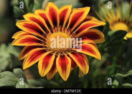 Blühende Gazanenblumen oder afrikanische Gänseblümchen in einem Garten mit grünem Hintergrund Stockfoto