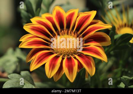 Nahaufnahme von Gazania Blume oder afrikanische Gänseblümchen in einem Garten Stockfoto