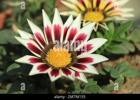 Gazania rigens (G. splendens) - Schatzblume, Küstengazania Stockfoto