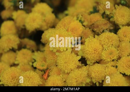 Sehr schöne Chrysanthemen auf einem Makro von verschiedenen Farben aufgenommen Stockfoto