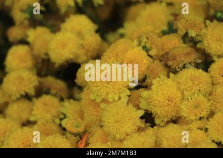 Floristen Daisy (Chrysanthemum Morifolium) im Garten, Moskau, Russland Stockfoto