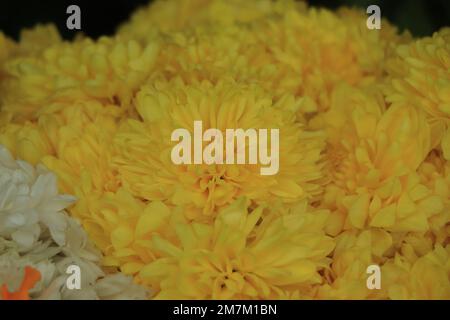 Sehr schöne Chrysanthemen auf einem Makro von verschiedenen Farben aufgenommen Stockfoto