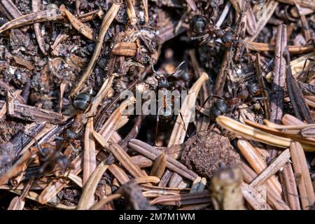 Ameisen auf einem Ameisenhügel in einem Wald, im oberen Teil des Departements Jura (Nordostfrankreich) Stockfoto