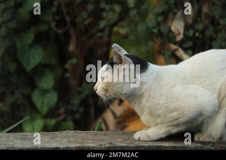 Schöne weiße Katze mit schwarzen Flecken Stockfoto