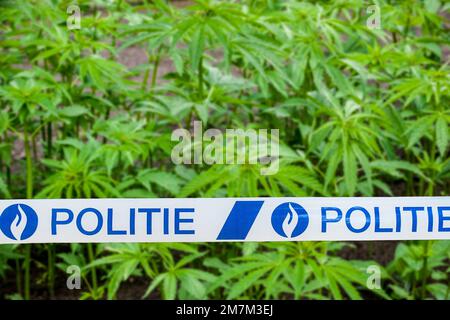 belgische politie/Polizeiband vor Cannabis-/Hanfpflanzen (Cannabis sativa), die in einer illegalen Plantage in Belgien wachsen. Digital Composite Stockfoto