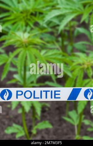 belgische politie/Polizeiband vor Cannabis-/Hanfpflanzen (Cannabis sativa), die in einer illegalen Plantage in Belgien wachsen. Digital Composite Stockfoto