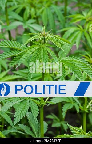 belgische politie/Polizeiband vor Cannabis-/Hanfpflanzen (Cannabis sativa), die in einer Plantage wachsen Stockfoto