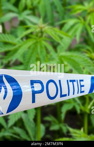 belgische politie/Polizeiband vor Cannabis-/Hanfpflanzen (Cannabis sativa), die in einer Plantage wachsen Stockfoto